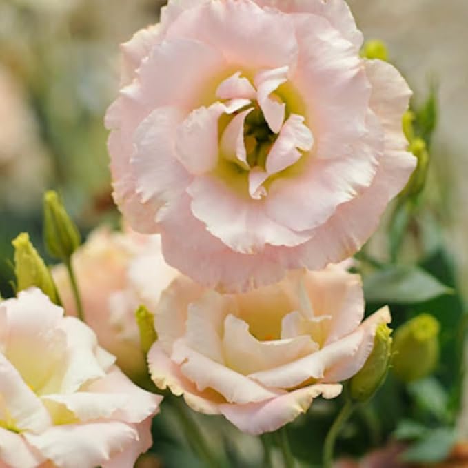 Eustoma Lisianthus Plant Live, Lisianthus Flowers Well Rooted Plug 2-3 Inch Height, Lisianthus Thornless Roses Seedling (Pink Yellow Lisianthus)