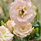Eustoma Lisianthus Plant Live, Lisianthus Flowers Well Rooted Plug 2-3 Inch Height, Lisianthus Thornless Roses Seedling (Pink Yellow Lisianthus)