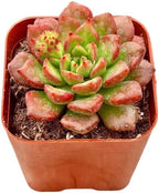 2" Sedeveria Letizia Unique Succulents Plants Live, Live Starter Succulent Plants, Easy Care House Plants Rooted in Succulent Soil Mix, By The Succulent Cult