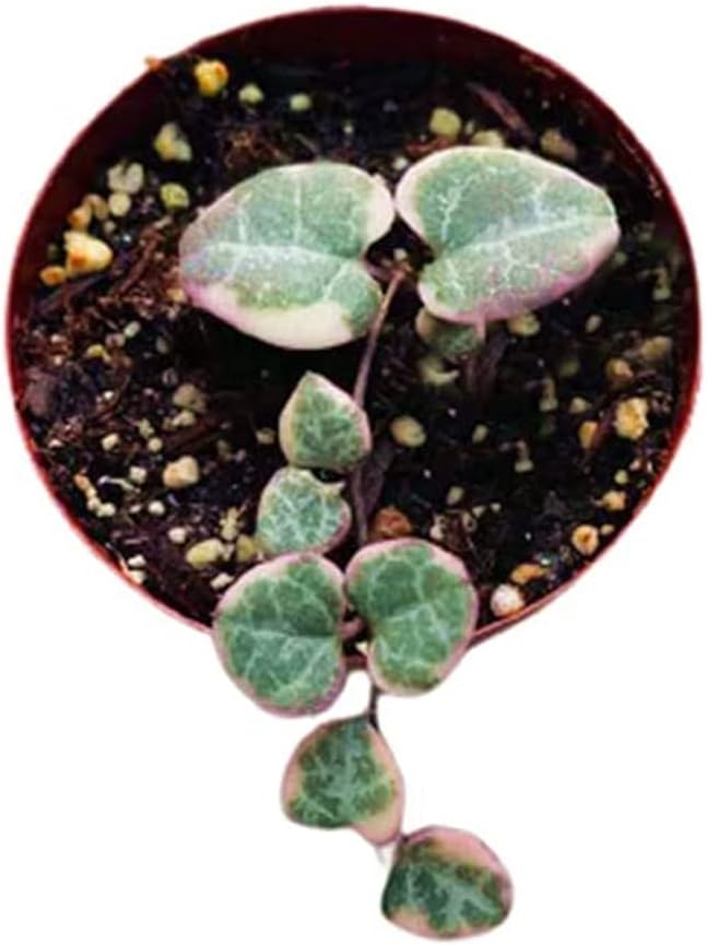 Live Succulent Cactus Plants (2.5" Pot String of Hearts Variegated)