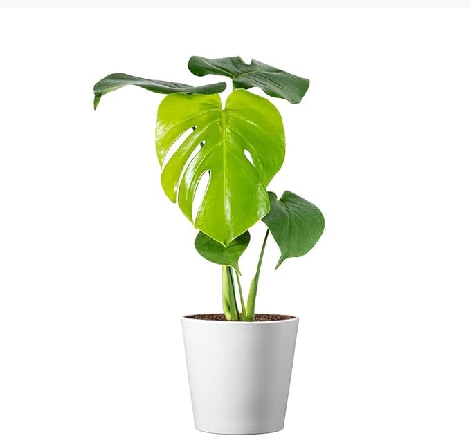 American Plant Exchange Monstera Deliciosa – Live 4-Inch Pot in Stylish Pot Cover, Easy-Care Split Leaf Vine, Low-Maintenance Air Purifying Houseplant for Home, Office & Garden Décor