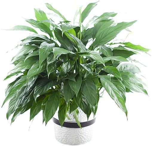 Large Purifying Peace Lily in 6 inch Pot - Fall Collection - KaBloom Prime Next Day - Gift for Birthday, Get Well, Easter, Valentine, Mother’s Day Fresh Flowers