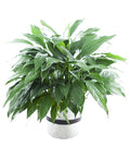 KaBloom - Peace Lily Plant in 6" pot Plant For Delivery Prime - Fresh Flowers for Birthday, Valentine's & Mother's Day