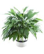 KaBloom - Peace Lily Plant in 6" pot Plant For Delivery Prime - Fresh Flowers for Birthday, Valentine's & Mother's Day