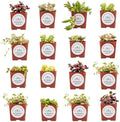 Live Trailing Mystery Succulent | Well Rooted Real Hanging Succulents Planted in 2 inch Pots | Assorted Small Starter Plants for DIY, Home Outdoor/Indoor Wedding or Birthday Gift (16 Pack)