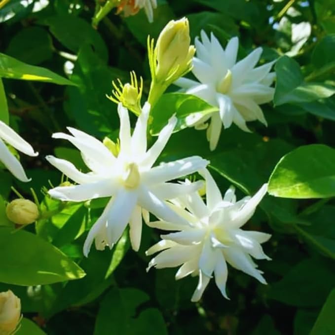 2 Jasmine Plants Live, Climbing Jasmine Flower Plant, Zone 4 to 11, 5 to 7 Inc in Height (Double White)