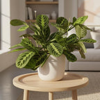 Maranta Lemon Lime (4 inch) - Pet-Friendly Houseplants - Attractive Indoor Plants, Easy to Grow, Pet Safe Plants for Cats & Dogs, Ideal for Home Decor, Office & Gift