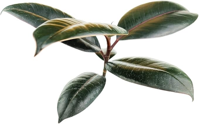 Burgundy Rubber Plant (4" Grower Pot) - Air Purifying and Live Healthy Houseplant - Easy to Grow, Easy to Care Indoor Houseplant