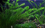 Anacharis Egeria Densa Bunch Live Aquarium Plants (Rooted in 2 Inch Pot)