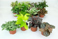 RedCrocus Pilea Assorted Indoor Plant- Decorative Foliage, Pet Safe, Easy Care, Versatile for Home & Office 8" Hanging Basket