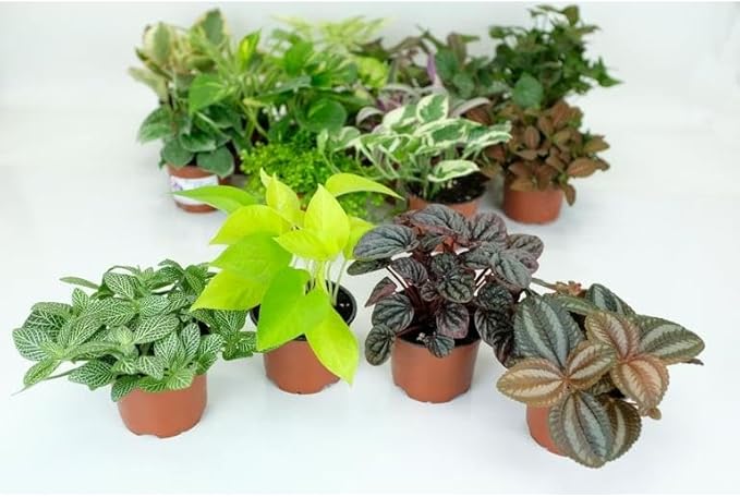 RedCrocus Pilea Assorted Indoor Plant- Decorative Foliage, Pet Safe, Easy Care, Versatile for Home & Office 8" Hanging Basket