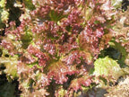 2000 Red Sails Leaf lettuce seeds for planting 4+ grams of seeds Non GMO Heirloom Garden Vegetable Survival Baby greens Bulk