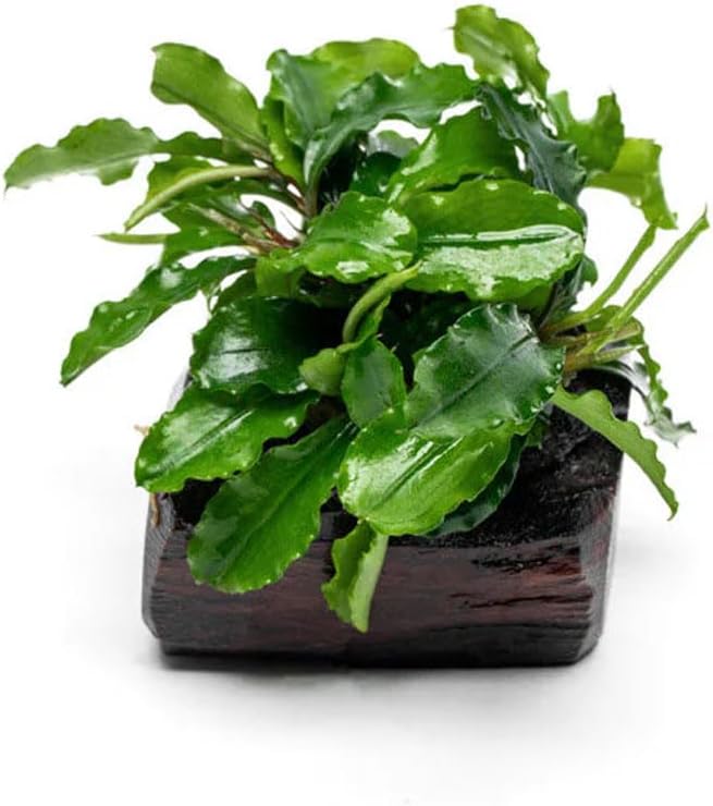 SubstrateSource Live Planted Decor - Bucephalandra Green Wavy on Driftwood - Bright Freshwater Aquatic Plant, Low to Medium Light, Foreground to Midground Tank Placement for Aquascaping - 1 Pack