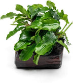 SubstrateSource Live Planted Decor - Bucephalandra Green Wavy on Driftwood - Bright Freshwater Aquatic Plant, Low to Medium Light, Foreground to Midground Tank Placement for Aquascaping - 1 Pack