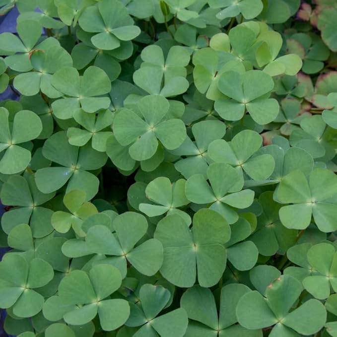 Chalily European Four Leaf Water Clover, a Great Live Pond Plant for Your Water Garden. Filters The koi and Goldfish Pond. Good for Bogs, Plant Shelf or Shallow Water
