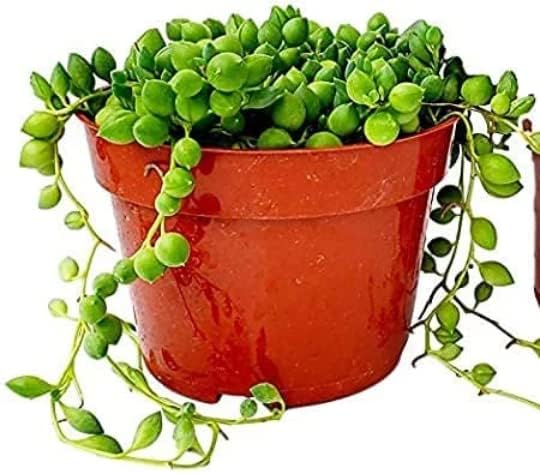 String of Pearls Succulents Plants Live, Succulent Plants Fully Rooted, Rare House Plant for Home Office Decoration, DIY Projects, Party Favor Gift by Fatplants (2, 4 Inch)