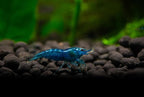 15+ Red–Blue-Orange Live Freshwater Shrimp High Grade Live Shrimps - Freshwater Shrimp Aquarium Inverts, Hardy Nano Tank Healthy Shrimps Pets - with Live Arrival Guarantee