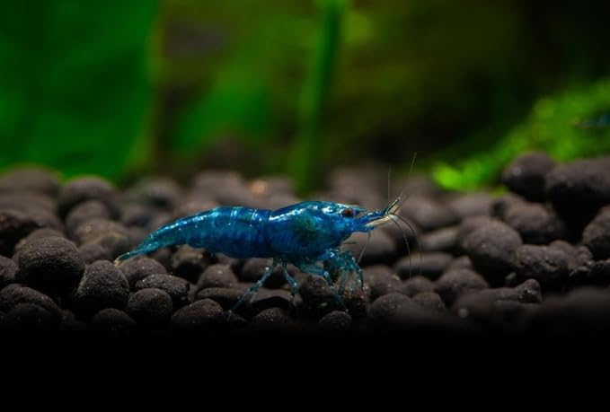 15+ Red–Blue-Orange Live Freshwater Shrimp High Grade Live Shrimps - Freshwater Shrimp Aquarium Inverts, Hardy Nano Tank Healthy Shrimps Pets - with Live Arrival Guarantee