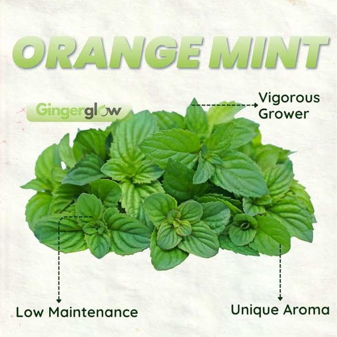 Orange Mint Plants Live, Mint Plants for Inside and Home Décor, 3-Inch Potted Fresh Herb for Kitchen Gardens and Indoor Outdoor Growing