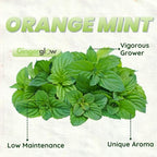 Orange Mint Plants Live, Mint Plants for Inside and Home Décor, 3-Inch Potted Fresh Herb for Kitchen Gardens and Indoor Outdoor Growing