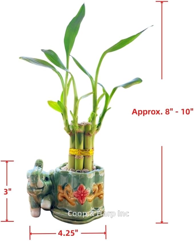 Generic Coop & Harp Small Lucky Bamboo Live Indoor Plant with Ceramic Vase, Live Indoor Lucky Bamboo for Home, Office and Gift (Elephant), Green