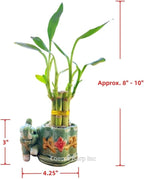 Generic Coop & Harp Small Lucky Bamboo Live Indoor Plant with Ceramic Vase, Live Indoor Lucky Bamboo for Home, Office and Gift (Elephant), Green