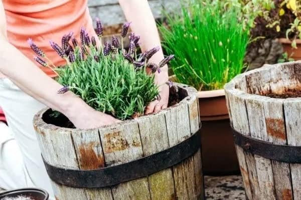 Gardenera Premium Moisture Control Potting Mix - Get The Perfect Balance of Moisture and Nutrients for Your Plants! - 4 Quart