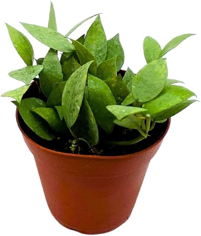 BubbleBlooms Hoya Krohniana Eskimo Super Silver, 4 inch Rare Exotic Indoor House Wax Plant