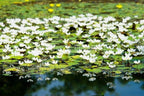 Floating Plants for Water Gardens and Ponds (Water Snowflake)