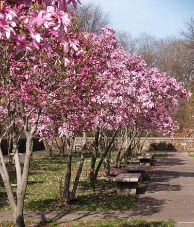 Brighter Blooms - Jane Magnolia Tree, 2-3 ft. - No Shipping to AK, AZ, HI, OR