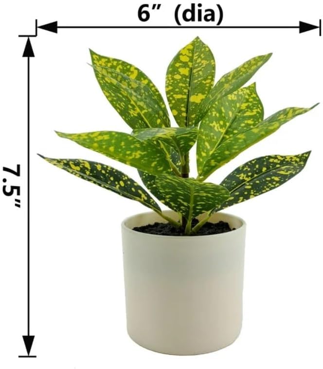 7.5in Plant in Pot, Spotted Laurel Plant, Green and Yellow Color.