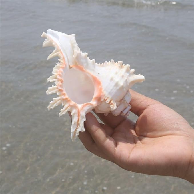 YZHZOM 4 Pack 4-5 inches Conch Shells for Decorating air Plant Holders Unique Succulent Pot Betta Fish Tank Decoration Aquarium décor Fish House for Aquarium Beach Theme Party (No Plants)