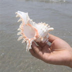 YZHZOM 4 Pack 4-5 inches Conch Shells for Decorating air Plant Holders Unique Succulent Pot Betta Fish Tank Decoration Aquarium décor Fish House for Aquarium Beach Theme Party (No Plants)