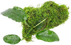 SubstrateSource Live Planted Decor - Anubias Barteri & Christmas Moss on Driftwood - Deep Green Leaves with Bright Fronds, Freshwater Aquatic Plant for Foreground to Midground Tank Placement - 1 Pack