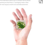 Ultum Nature Systems Live Tissue Culture - Anubias Minima Dragon Claw (Anubias Minima) - Easy - Low to Medium Light - Green Accent - Midground - 100% Snail Free Grown in-Vitro