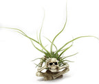 Resin Skeleton Air Plant Holders,Gothic Skeleton Planter,Halloween Plants Pot,Skull Table Top Display Planters for Air Plants and Other Mini Plants,Small Tillandsia Airplants Container