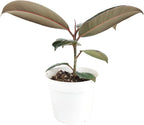 Burgundy Rubber Plant (4" Grower Pot) - Air Purifying and Live Healthy Houseplant - Easy to Grow, Easy to Care Indoor Houseplant
