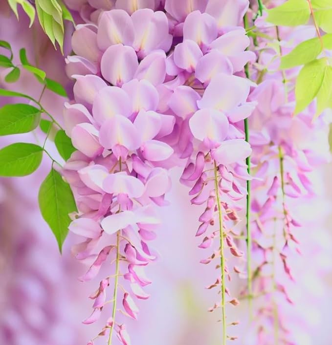 Pink Wisteria Vine Live Plant – Fragrant 18" Flowers,1-Year in Pot, Hummingbird Magnet