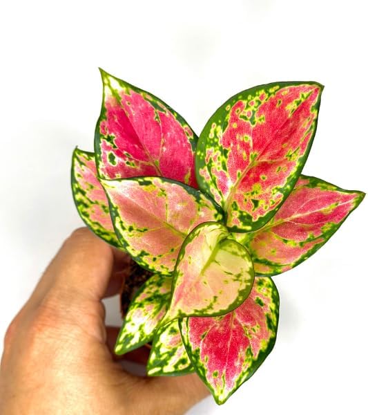 Aglaonema Pink Beauty Live Plant in 2" Pot – Chinese Evergreen Pink Beauty – Easy to Grow Air Purifying Indoor Houseplant for Home, Office, Wedding Decor & Birthday Gift(Heat Pack Included)