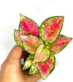 Aglaonema Pink Beauty Live Plant in 2" Pot – Chinese Evergreen Pink Beauty – Easy to Grow Air Purifying Indoor Houseplant for Home, Office, Wedding Decor & Birthday Gift(Heat Pack Included)