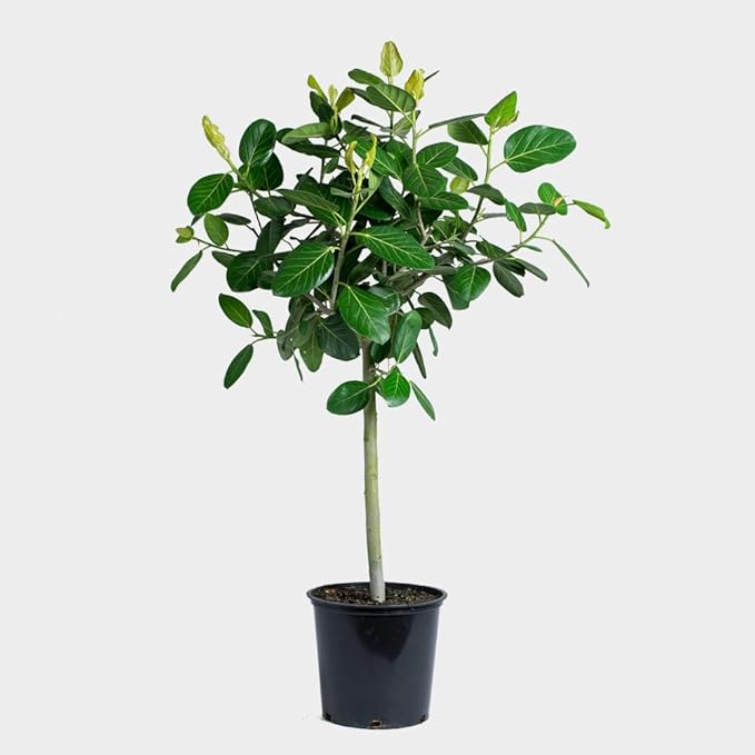 RedCrocus Fiddle Leaf Fig (Ficus lyrata) Indoor Plant, Large Green Foliage, Perfect for Living Rooms & Offices, Easy Care, Air Purifier, Container Friendly 10" Pot