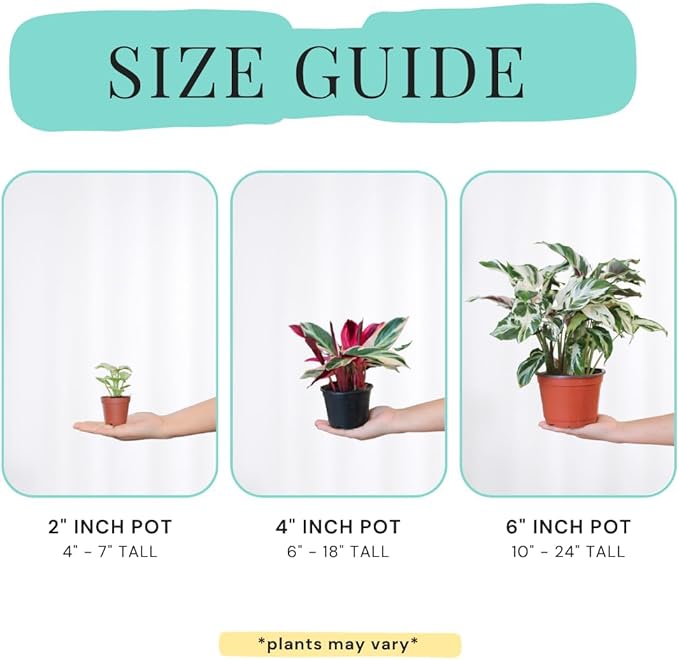 2" Calathea Live Plant Collection (4-Pack) – Assorted Indoor House Plants in Grower Pots, Easy Care Tropical Houseplants, Pet Friendly Indoor Plants for Home or Office