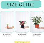2" Calathea Live Plant Collection (4-Pack) – Assorted Indoor House Plants in Grower Pots, Easy Care Tropical Houseplants, Pet Friendly Indoor Plants for Home or Office