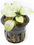 SubstrateSource Anubias Barteri White Broadleaf Rare Live Aquarium Plants - Freshwater Fish Tank Decorations (3 Pots)