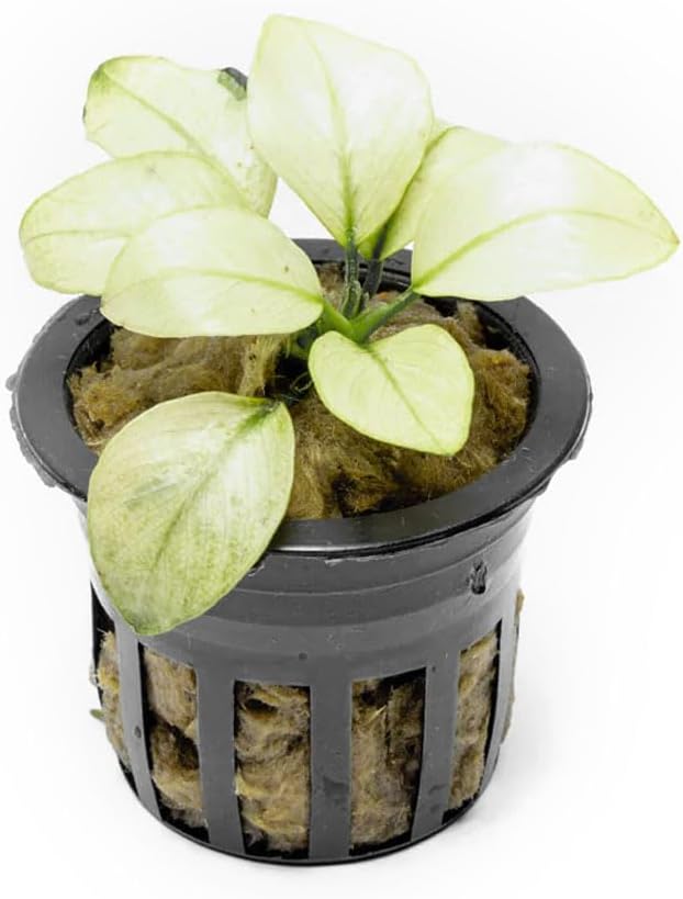 SubstrateSource Anubias Barteri White Broadleaf Rare Live Aquarium Plants - Freshwater Fish Tank Decorations (3 Pots)
