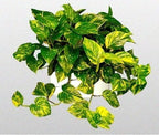 Golden Devil's Ivy - Pothos - Epipremnum - 6" Hanging Pot - Very Easy to Grow Unique from Jmbamboo