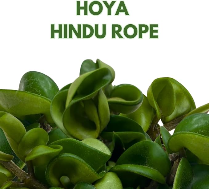 BubbleBlooms Hoya Hindu Rope, 4 inch Carnosa Compacta Krinkle Kurl Curly Wax Plant