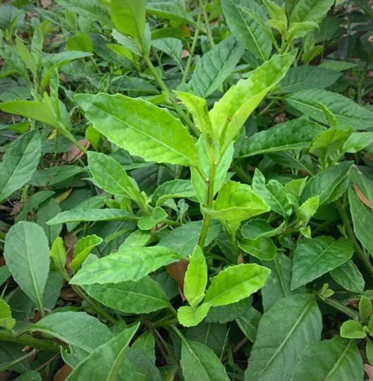 Longevity Spinach Plant (12 Plants)