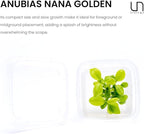 Ultum Nature Systems Live Tissue Culture - Anubias Nana Golden (Anubias barteri 'Nana') - Easy - Low to Medium Light - Light Green Accent - Foreground to Midground - 100% Snail Free Grown in-Vitro
