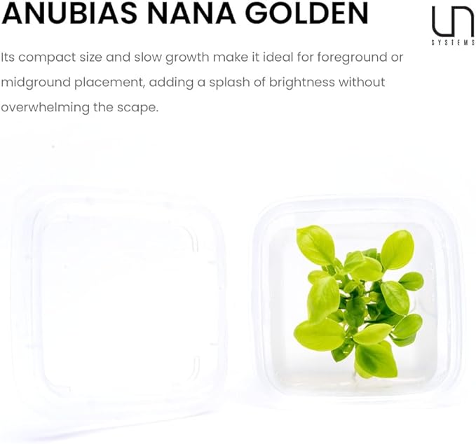 Ultum Nature Systems Live Tissue Culture - Anubias Nana Golden (Anubias barteri 'Nana') - Easy - Low to Medium Light - Light Green Accent - Foreground to Midground - 100% Snail Free Grown in-Vitro